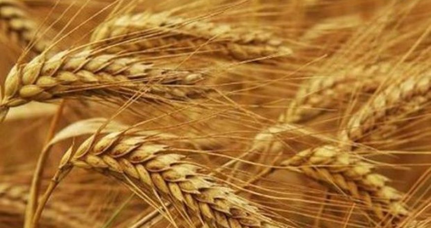 Türkiyə rus buğdasının idxalına olan qadağanı aradan qaldırdı Türkiyə rus buğdasının idxalına olan qadağanı aradan qaldırdı