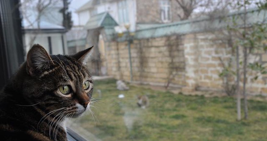 Pişik klinikasında vakansiya Pişik klinikasında vakansiya