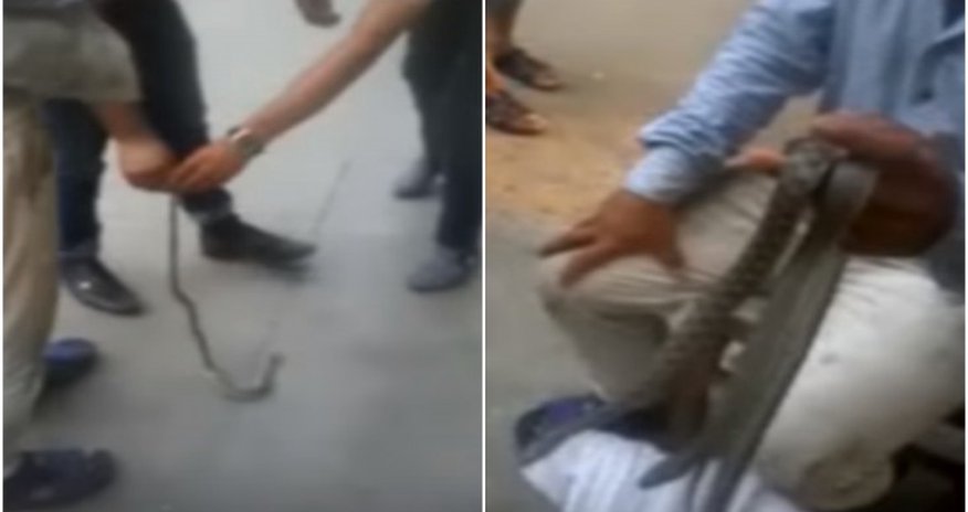 Bakıda parkda diri ilan satılır - VİDEO Bakıda parkda diri ilan satılır - VİDEO