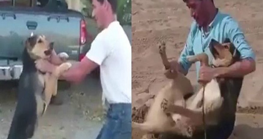 В Баку собаку закопали живьем В Баку собаку закопали живьем