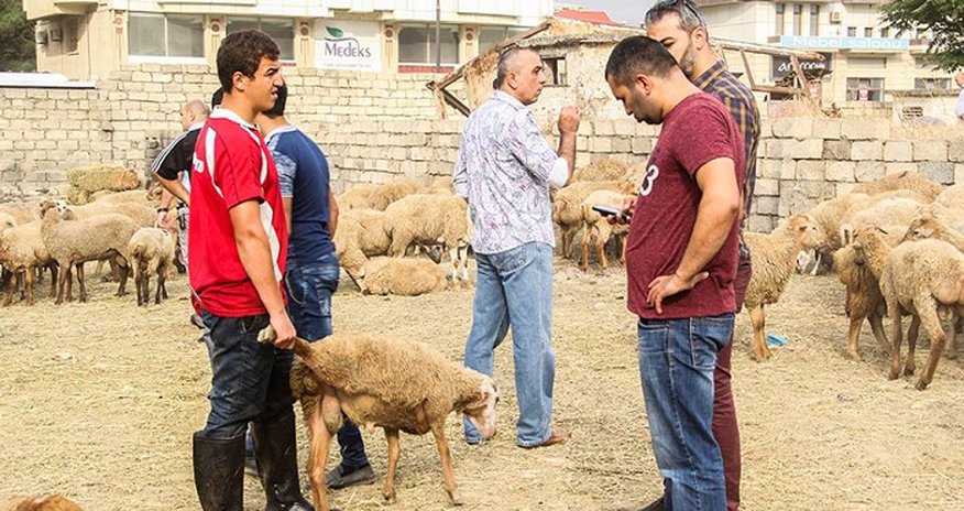 Qurbanlıq bazarında qiymətlər: Satıcı yalan danışdı - VİDEO Qurbanlıq bazarında qiymətlər: Satıcı yalan danışdı - VİDEO
