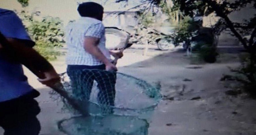 Sumqayıtda 5000 it belə zərərsizləşdirildi - VİDEO - FOTO Sumqayıtda 5000 it belə zərərsizləşdirildi - VİDEO - FOTO