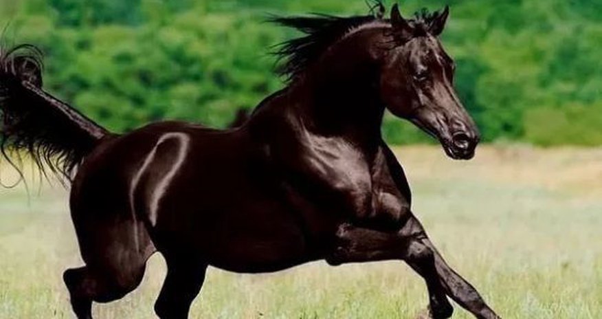 Britaniya kral şousunda Qarabağ atları da olacaq Britaniya kral şousunda Qarabağ atları da olacaq