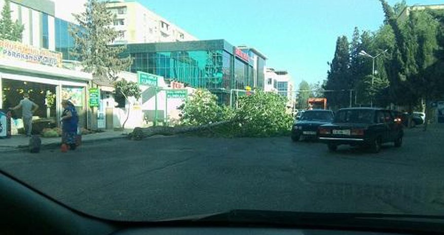Bakıda yolun ortasına ağac aşdı Bakıda yolun ortasına ağac aşdı