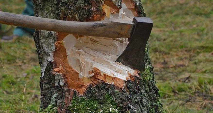 В центре Баку незаконно срубили деревья – ФОТО В центре Баку незаконно срубили деревья – ФОТО