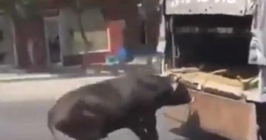 Vaqif Əsədov işgəncə görüntüsündən danışdı – VIDEO Vaqif Əsədov işgəncə görüntüsündən danışdı – VIDEO