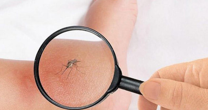 Ağcaqanadlar bu qan qrupu olanları daha tez dişləyir Ağcaqanadlar bu qan qrupu olanları daha tez dişləyir