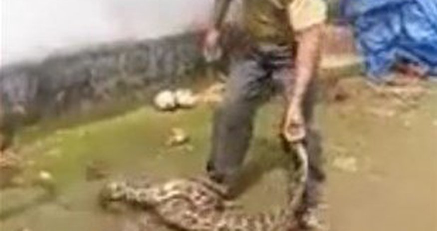 Pitonun qarnından görün nə çıxdı - Dəhşətli FOTOLAR Pitonun qarnından görün nə çıxdı - Dəhşətli FOTOLAR