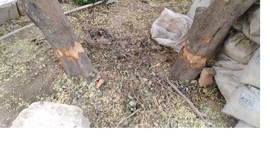 Bakının daha bir rayonunda ağaclar qurudulur – FOTOLAR+VİDEO Bakının daha bir rayonunda ağaclar qurudulur – FOTOLAR+VİDEO