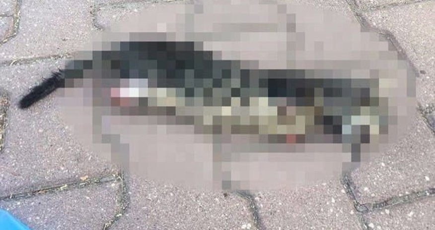 Daha bir vəhşilik: Pişiyin dörd ayağını kəsdilər - FOTO Daha bir vəhşilik: Pişiyin dörd ayağını kəsdilər - FOTO
