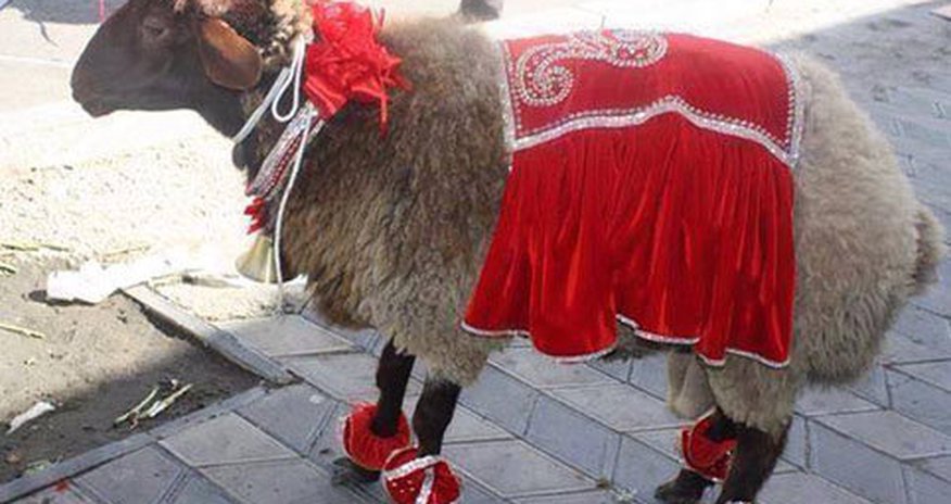 Azərbaycanda Qurban bayramı ilə əlaqədar satış yarmarkaları təşkil olunacaq Azərbaycanda Qurban bayramı ilə əlaqədar satış yarmarkaları təşkil olunacaq
