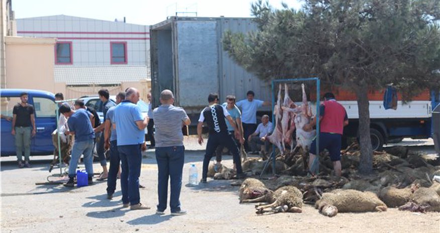 70-dən çox qurbanlıq qoyun tələf oldu - SƏBƏBİ... - FOTOLAR 70-dən çox qurbanlıq qoyun tələf oldu - SƏBƏBİ... - FOTOLAR