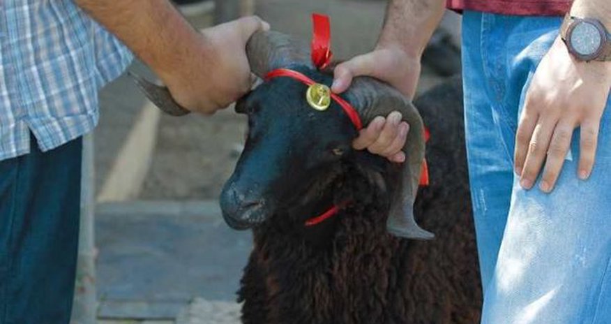 Qurbanlıq vətəndaşa neçəyə başa gəlir? - FOTO Qurbanlıq vətəndaşa neçəyə başa gəlir? - FOTO