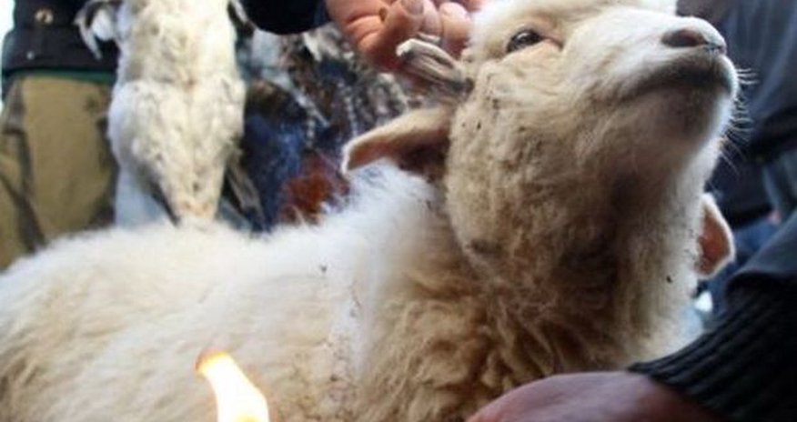Qurban bayramında acınacaqlı vəziyyət - VİDEO Qurban bayramında acınacaqlı vəziyyət - VİDEO