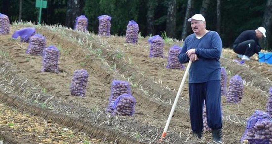 Lukaşenko kartof və qarpız yığıb Lukaşenko kartof və qarpız yığıb