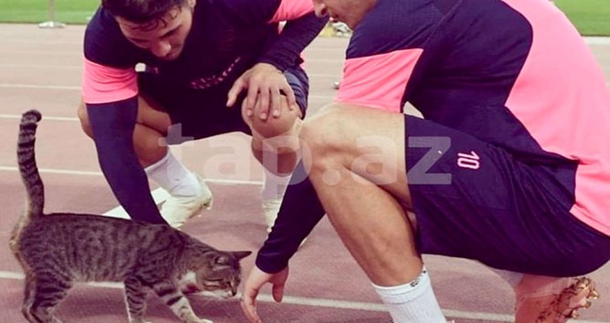 Mesut Özilin Bakıda sığalladığı pişik satışa çıxarıldı Mesut Özilin Bakıda sığalladığı pişik satışa çıxarıldı