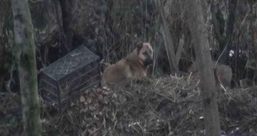 В Агстафе собака напала на людей В Агстафе собака напала на людей