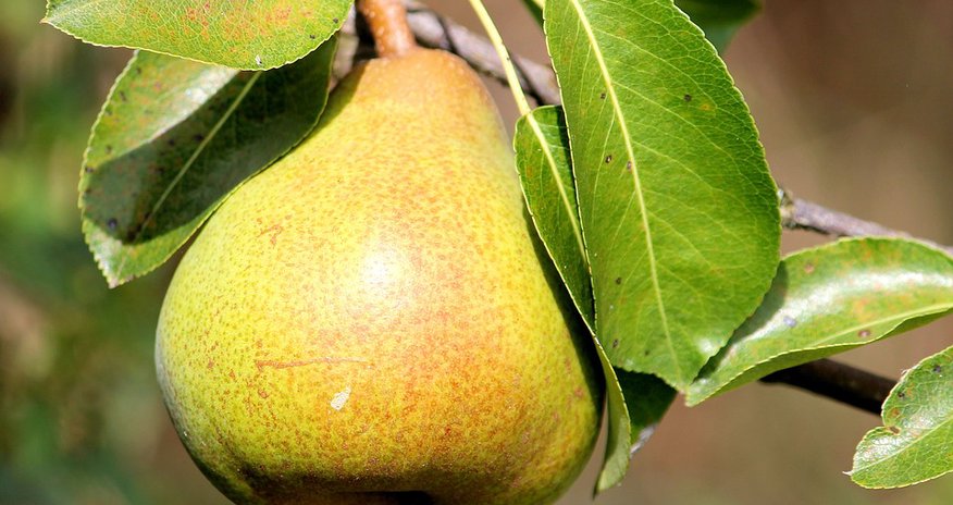 Yarpağı da özü kimi müalicəvidir Yarpağı da özü kimi müalicəvidir
