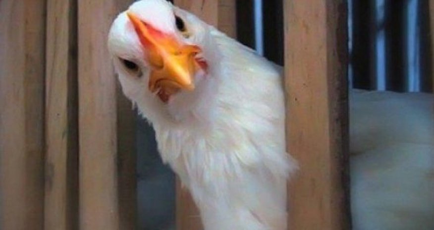 Иранская курятина попала под запрет в Азербайджане Иранская курятина попала под запрет в Азербайджане