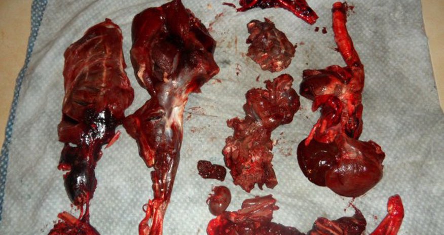 Qubada qanunsuz ceyran ovlayan şəxs saxlanılıb — FOTO Qubada qanunsuz ceyran ovlayan şəxs saxlanılıb — FOTO