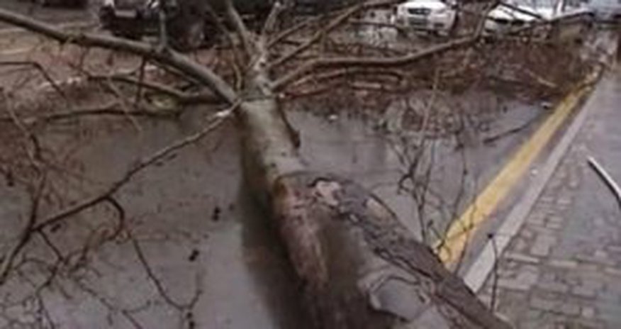Wind toppled about hundred trees in Baku Wind toppled about hundred trees in Baku