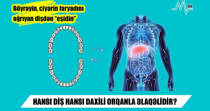 Hansı diş hansı daxili orqanla əlaqəlidir? - Böyrəyin, ciyərin fəryadını ağrıyan dişdən “eşidin” Hansı diş hansı daxili orqanla əlaqəlidir? - Böyrəyin, ciyərin fəryadını ağrıyan dişdən “eşidin”
