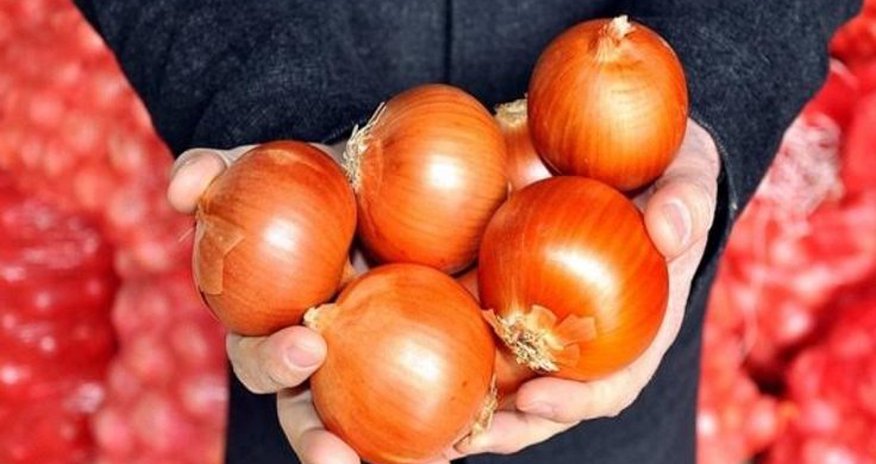 Qida Təhlükəsizliyi Agentliyi Türkiyəyə soğan satanlara müraciət etdi Qida Təhlükəsizliyi Agentliyi Türkiyəyə soğan satanlara müraciət etdi