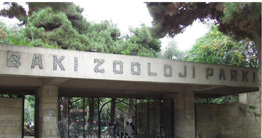 Bakı Zooparkı bağlandı - VİDEO Bakı Zooparkı bağlandı - VİDEO