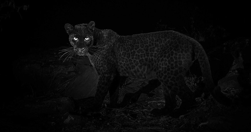 100 ildən sonra bir ilk - Qara leopardın fotoları yayıldı 100 ildən sonra bir ilk - Qara leopardın fotoları yayıldı