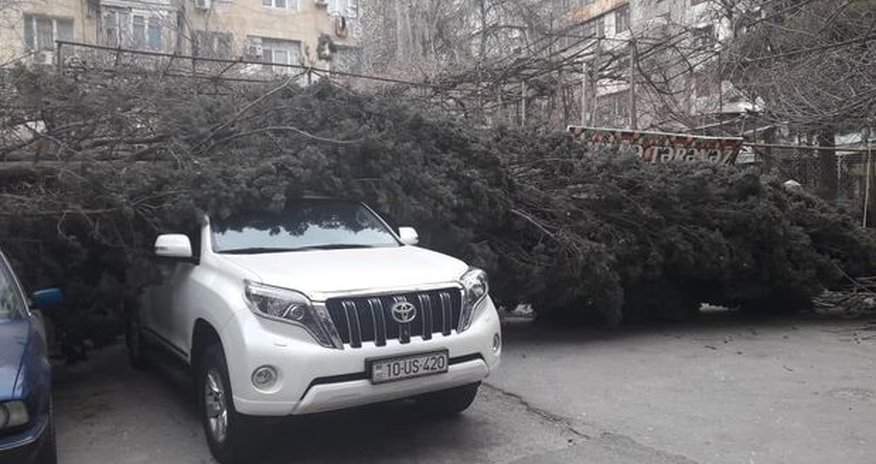 Güclü külək ağacı “Prado” və “BMW”nin üzərinə aşırdı - FOTO Güclü külək ağacı “Prado” və “BMW”nin üzərinə aşırdı - FOTO