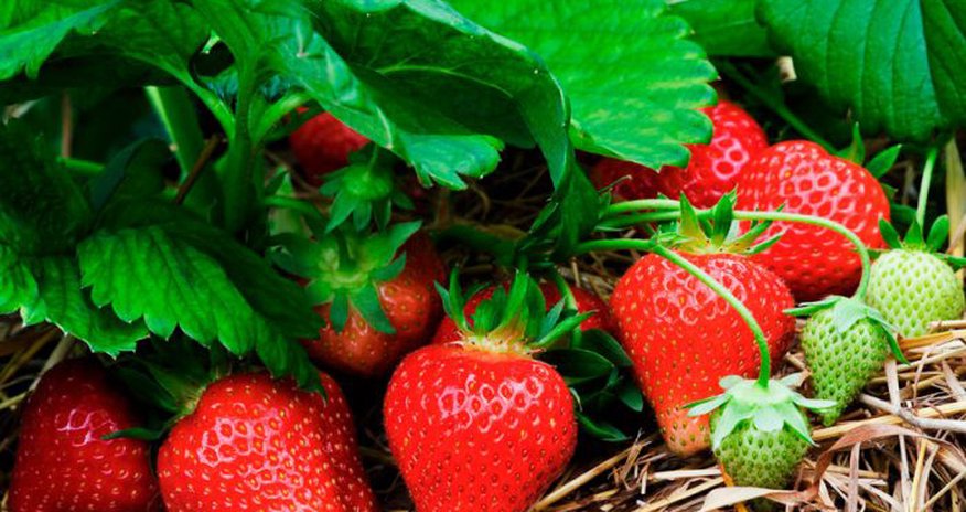 Названы защищающие кожу от старения продукты Названы защищающие кожу от старения продукты