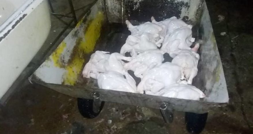 Bakıda qanunsuz toyuq sexi - Donuzlarla eyni yerdə saxlayırmışlar Bakıda qanunsuz toyuq sexi - Donuzlarla eyni yerdə saxlayırmışlar
