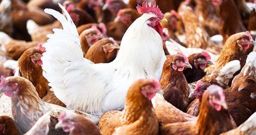 Azərbaycanda “quş qripi” ilə bağlı son vəziyyət açıqlandı Azərbaycanda “quş qripi” ilə bağlı son vəziyyət açıqlandı