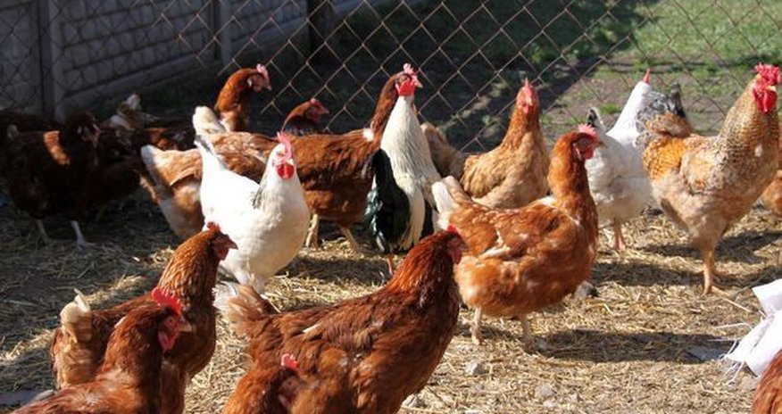 Bakıda quşçuluq fabrikindən 170 min manatlıq toyuq oğurlanıb Bakıda quşçuluq fabrikindən 170 min manatlıq toyuq oğurlanıb