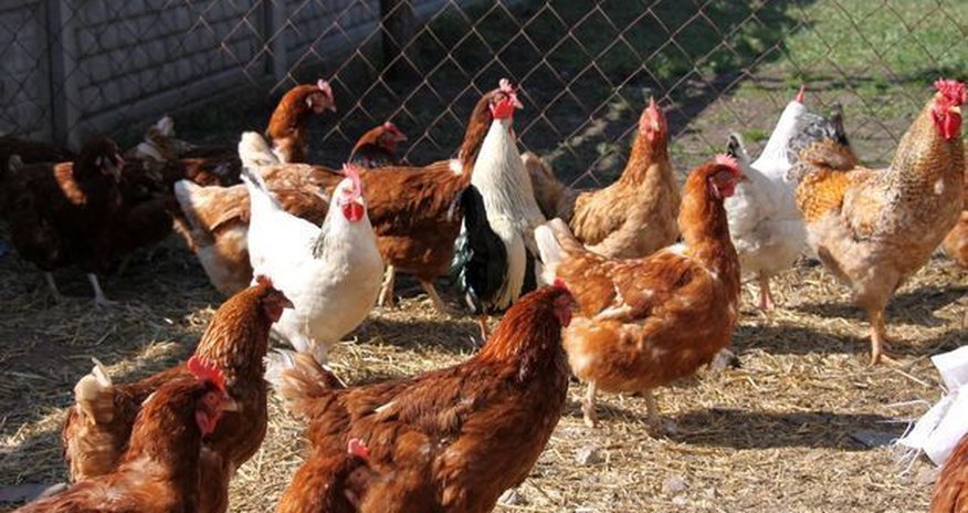 На бакинской птицефабрике украли крупную партию мяса На бакинской птицефабрике украли крупную партию мяса