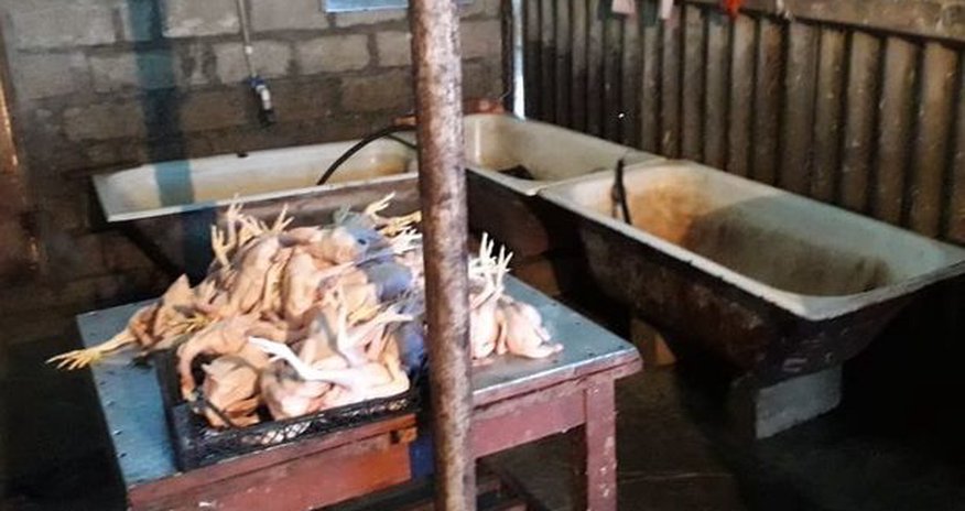 Azərbaycanda daha bir anti-sanitar toyuq sexi aşkarlandı - FOTO Azərbaycanda daha bir anti-sanitar toyuq sexi aşkarlandı - FOTO