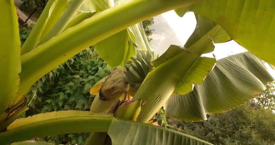 Ermənilər Qarabağda banan əkir - FOTO Ermənilər Qarabağda banan əkir - FOTO