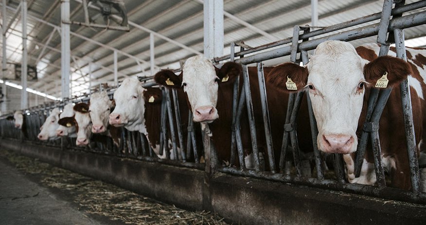 Over 28,000 tons of livestock products transshipped via Iran's Bazerghan district Over 28,000 tons of livestock products transshipped via Iran's Bazerghan district