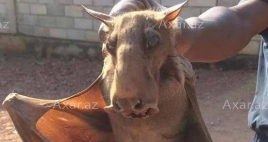 Maştağada qəribə yırtıcı peyda oldu - Foto Maştağada qəribə yırtıcı peyda oldu - Foto