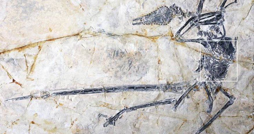 120 milyon illik dinozavrın mədəsindən bütöv kərtənkələ tapıldı 120 milyon illik dinozavrın mədəsindən bütöv kərtənkələ tapıldı