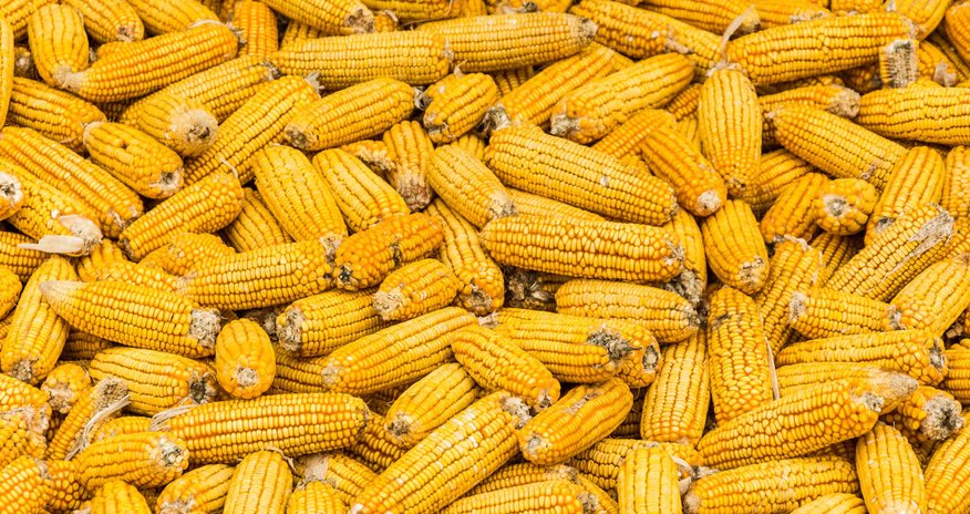 Production of hybrid corn seeds begins in Azerbaijan’s Aghjabadi district Production of hybrid corn seeds begins in Azerbaijan’s Aghjabadi district