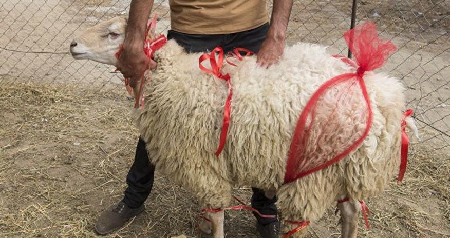 QMİ qurban kəsimi ilə bağlı tövsiyələrini açıqladı QMİ qurban kəsimi ilə bağlı tövsiyələrini açıqladı