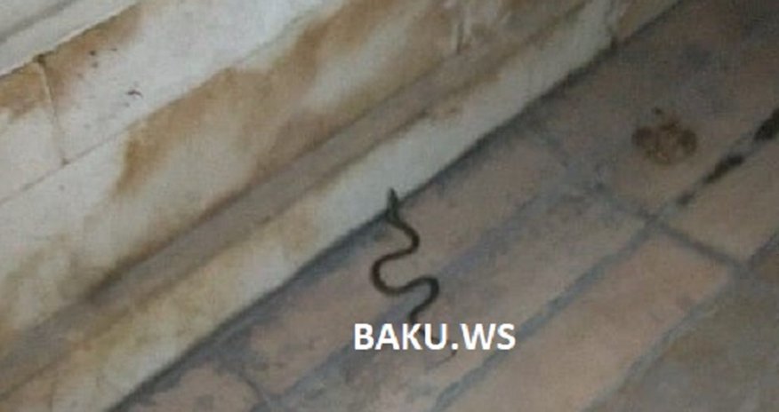 Bakını ilanlar basıb – Bulvar və ticarət mərkəzlərində sürünürlər – VİDEO Bakını ilanlar basıb – Bulvar və ticarət mərkəzlərində sürünürlər – VİDEO