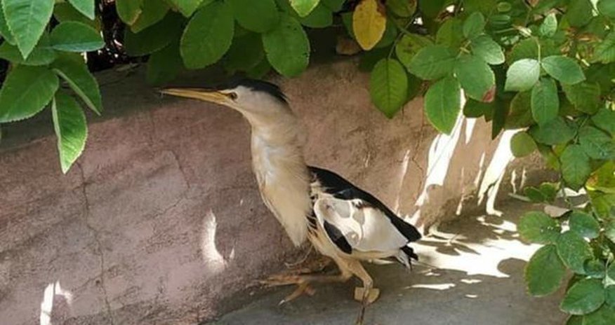 Bakıda tapılan quş çox təhlükəli imiş, şikarını gözündən vurur - FOTO Bakıda tapılan quş çox təhlükəli imiş, şikarını gözündən vurur - FOTO