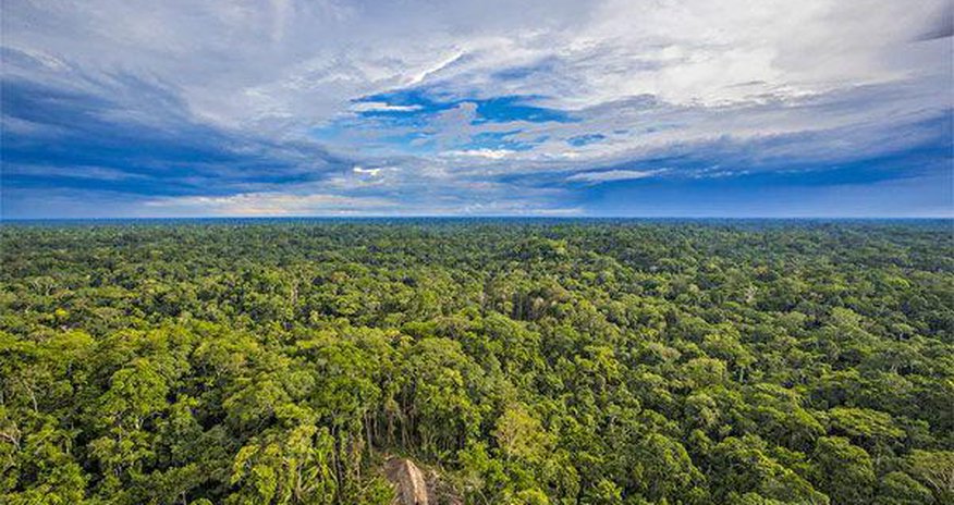 Forests essential for world's health: UN spokesman Forests essential for world's health: UN spokesman