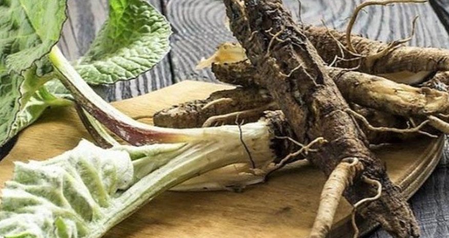 Xərçəngi yox edən möcüzəvi bitki - XƏSTƏLİKLƏRİ MƏHV EDİR Xərçəngi yox edən möcüzəvi bitki - XƏSTƏLİKLƏRİ MƏHV EDİR