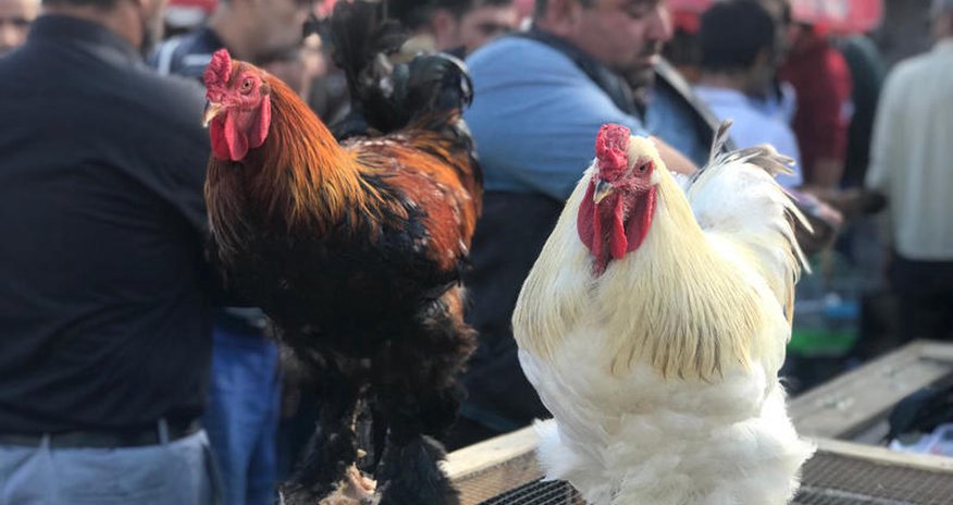 Bakıda 400 manata toyuq satılır -FOTOLAR Bakıda 400 manata toyuq satılır -FOTOLAR