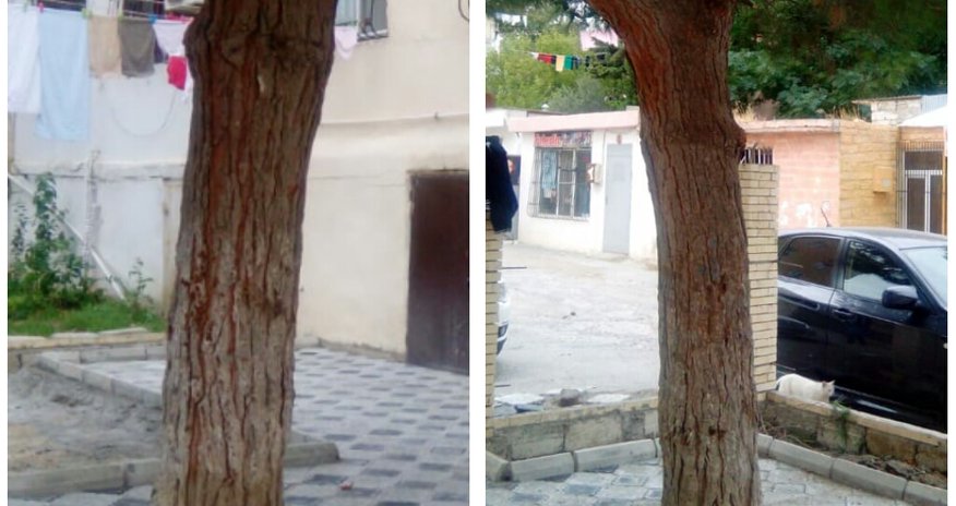 Bakıda ağacın dibini betonlayan CƏZALANDI Bakıda ağacın dibini betonlayan CƏZALANDI