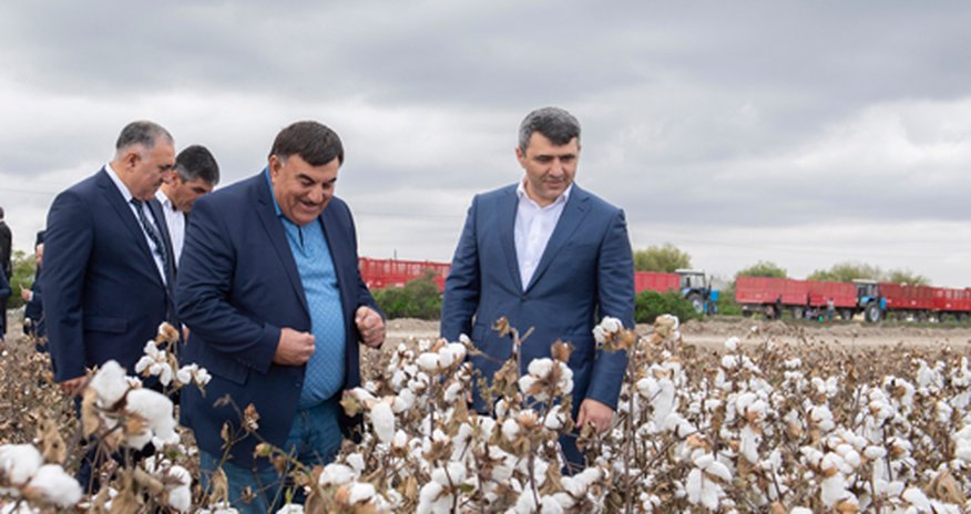Минсельхоз Азербайджана ждет высокого урожая хлопка Минсельхоз Азербайджана ждет высокого урожая хлопка