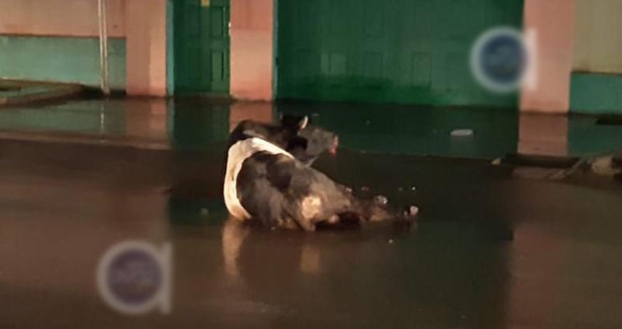 Polis Bakıda insanlara hücum edən dananı güllələdi - VİDEO Polis Bakıda insanlara hücum edən dananı güllələdi - VİDEO